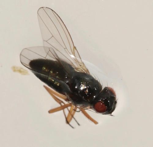 Ephydra flavipes